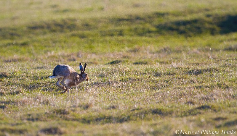 Lievre 4666_wm.jpg - Lièvre (Öland, Suède, mai 2011)